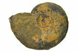 Iron Replaced Ammonite Fossil - Boulemane, Morocco #164467-1